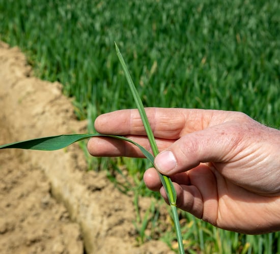 Scientists finally crack the code of the wheat genome