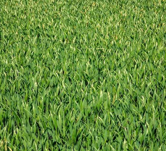Tillage: Time to consider new seed varieties for 2023-2024