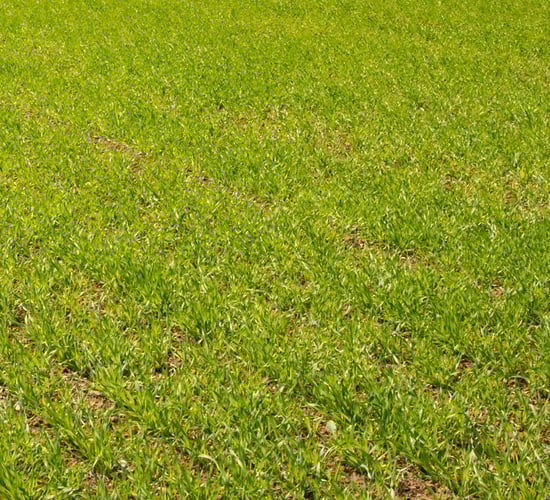6,000 tillage farmers worked off 2 and 3-crop rule in 2017