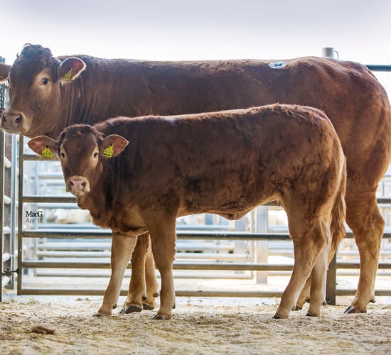 Mart trade: 80 entered for Limousin spring sale