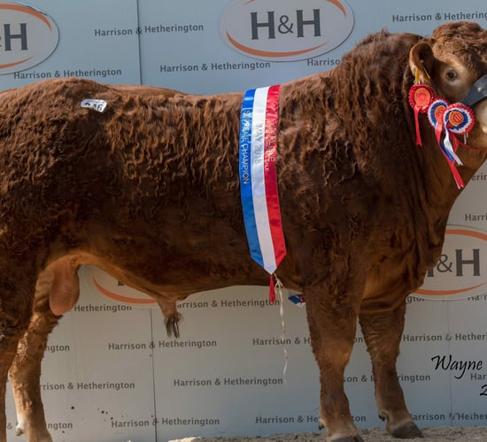 'Majestic' Derry bull fetches 35,000gns at Carlisle