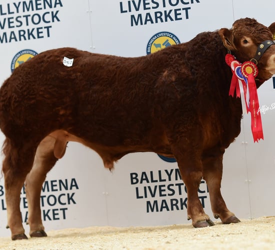 Judge manages a 'cracker' with Carmorn Nutcracker