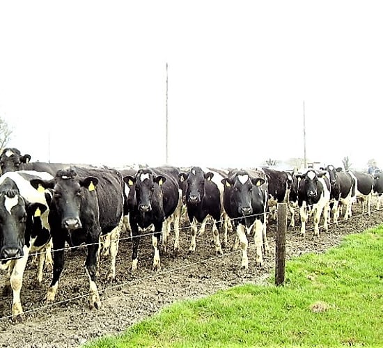 'Proactive mindset rather than reactive' needed for managing herd health