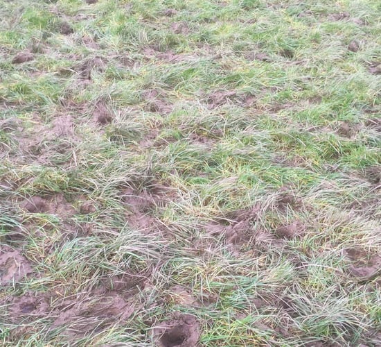 Should I roll my damaged paddocks?