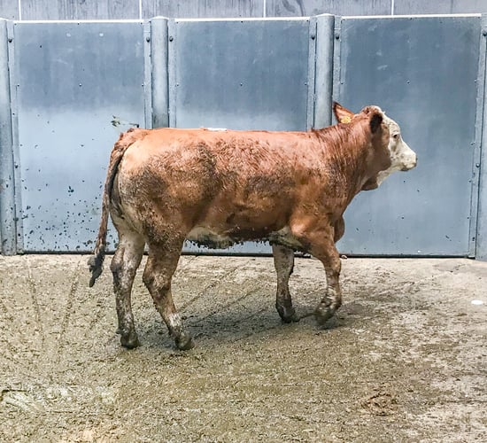 Mart report: BDGP eligible female sales aid heifer trade