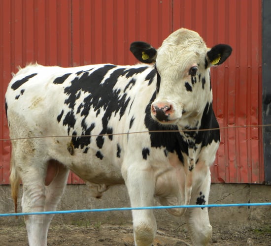 Could your farm benefit from having a teaser bull?