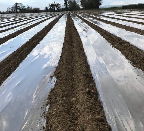 Maize plastic banned from EU market under EU directive