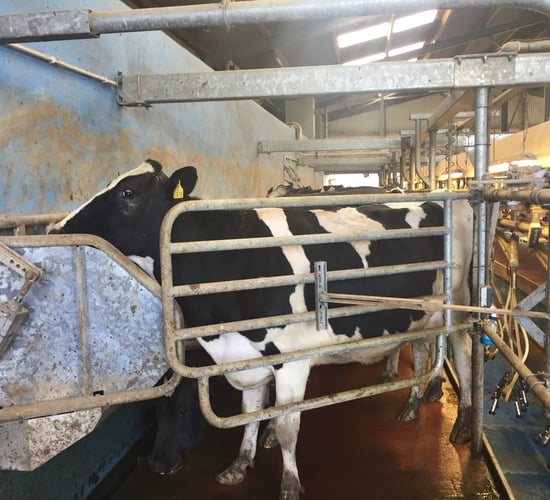 'Aim to maintain the lactation curve for the remainder of the year'