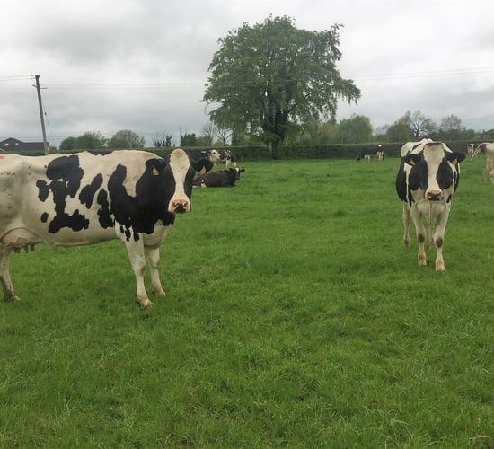 Kerry announces milk price for May supplies