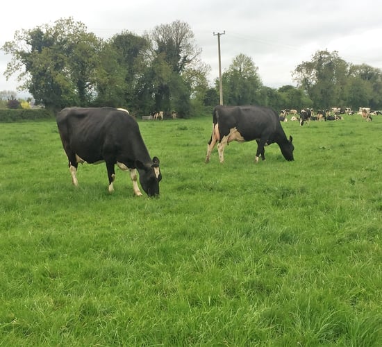 Identifying 'dirty cows' to boost fertility performance