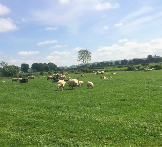 Sheep focus: Maximising production from every hectare
