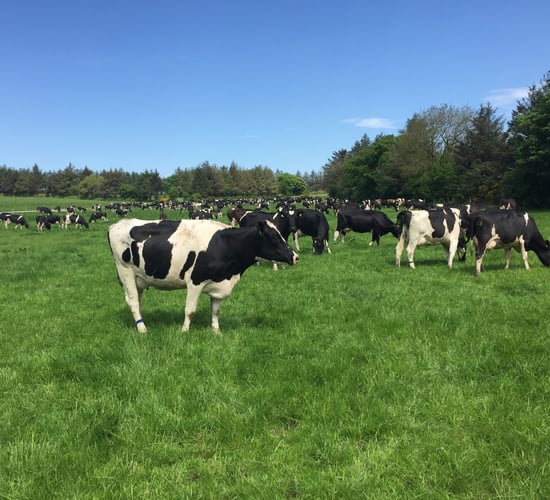 Dairy focus: Friesians deliver the goods 900ft above sea level
