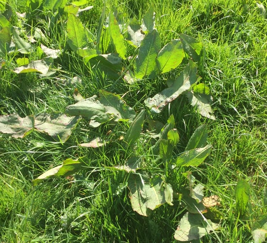 Why it pays to spray dock-infested silage swards