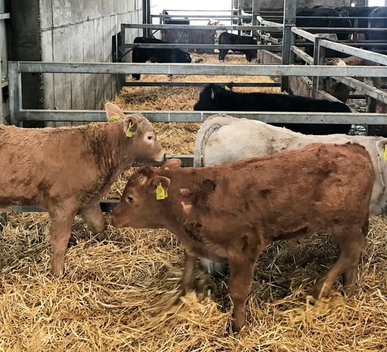 Beef calf registrations down by over 25,500 head on 2017 levels
