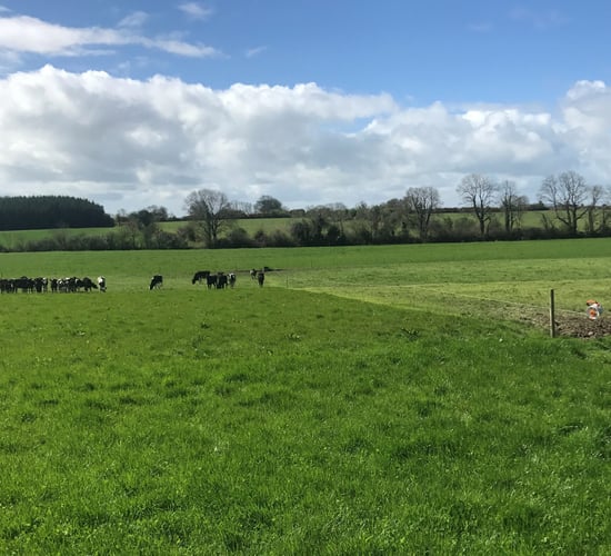 Grass focus: Making more from less on rented ground in Co. Galway