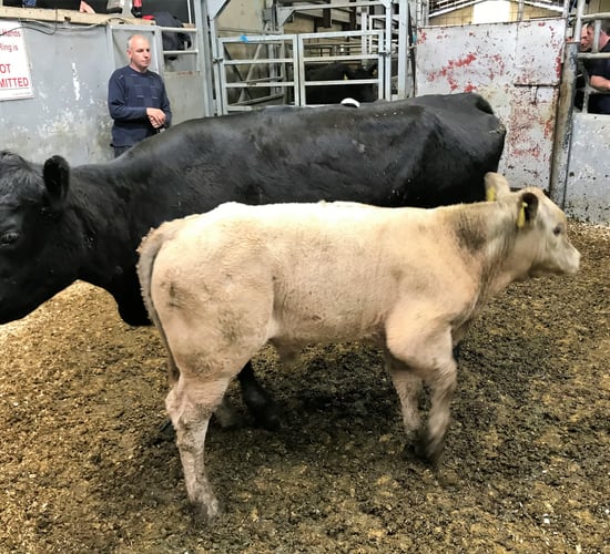 Pics and prices: Cow with twin bulls at foot fetches €2,800 at Ballyjamesduff Mart