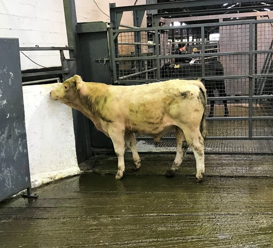 Pics and prices: Weanling bulls sell to a top call of €3.35/kg at Carnaross Mart