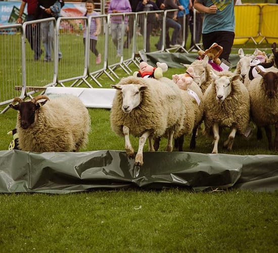 Kildare Show set to showcase a taste of rural life