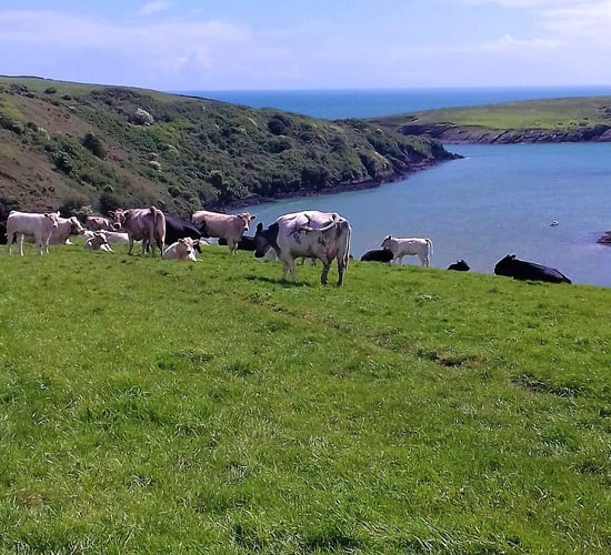 Bull rescued after fall from Clifden cliff