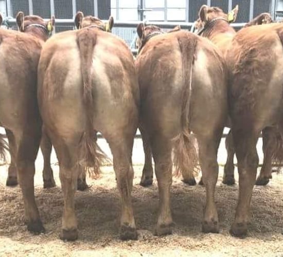 Pedigree Limousin heifer tops sale at €16,800