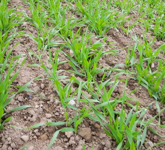 Plenty of aphids about, but March sowing has reduced risk