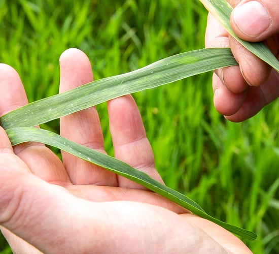 Most wheat crops now between Growth Stage 31 and 32