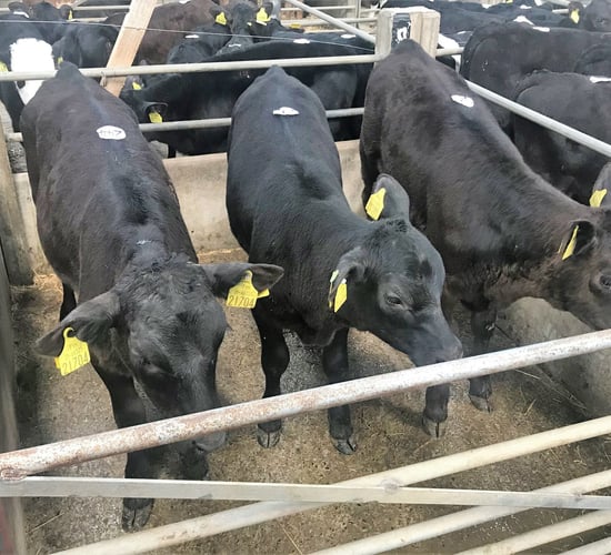 Calf trade: Steady prices reported, with numbers set to jump next week