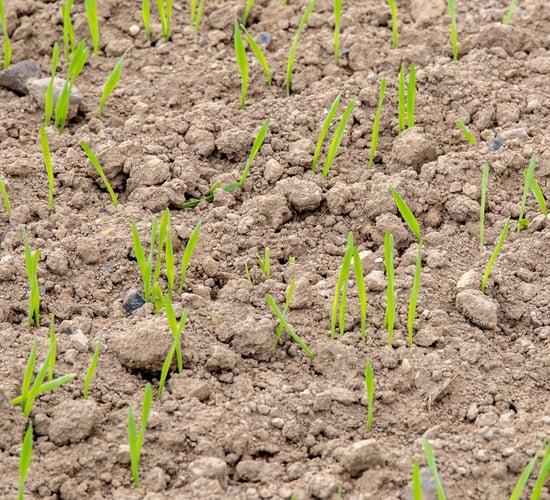 EU member states want obligatory soil health monitoring