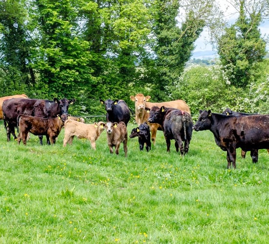Organic Scheme: Calls for more inclusion of beef and lamb