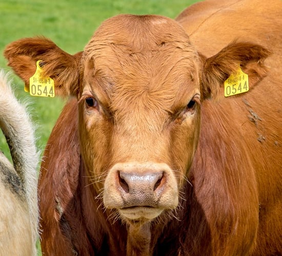 'BSE is over; there is no need for the 30-month rule now' - Dr. Paddy Wall