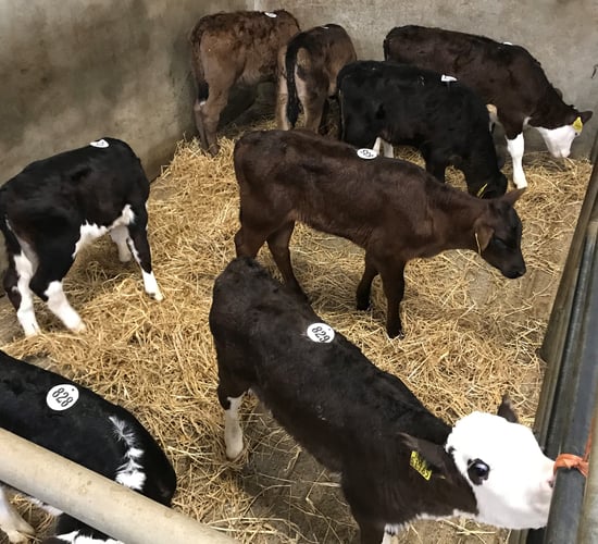 Cork Marts to charge sellers €5/head for unsold calves