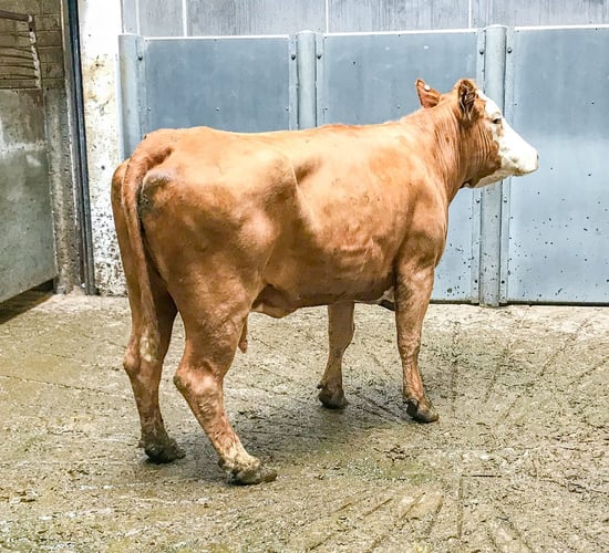 Pics and prices: Over 200 cows on offer at Kilkenny Mart