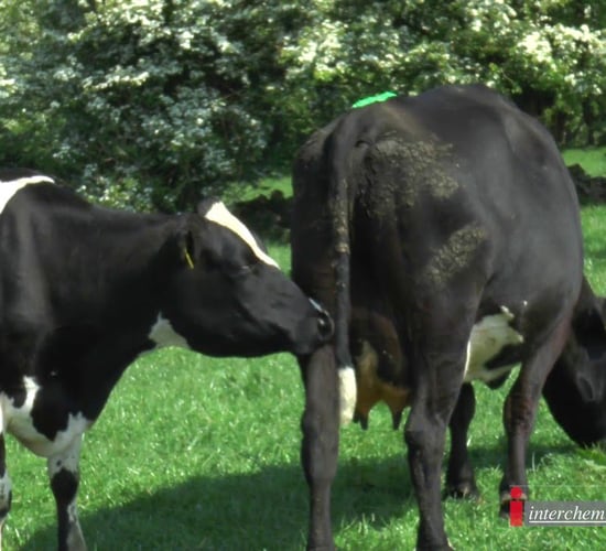 7 reasons why you should use an injection to worm your dairy cows