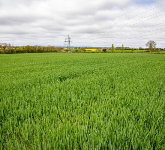 Oats seed rate should be reduced this season