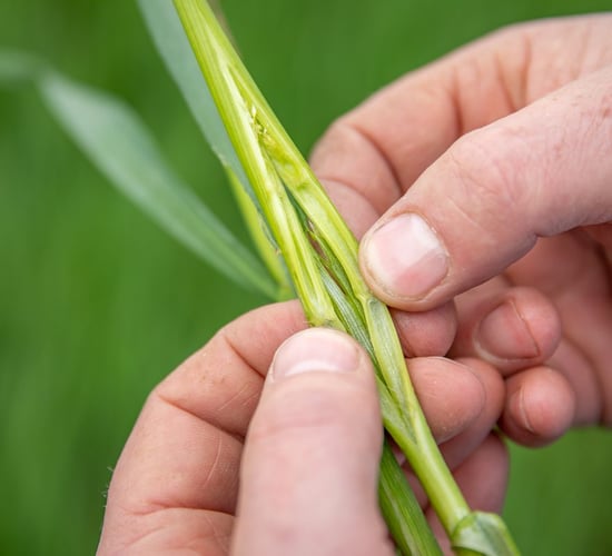 European farmers react strongly to EU gene-editing ruling
