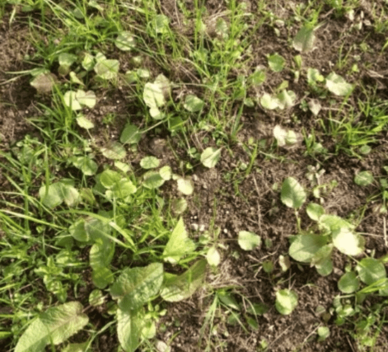 Pastor Trio - the tailor-made weed killer for reseeded pasture