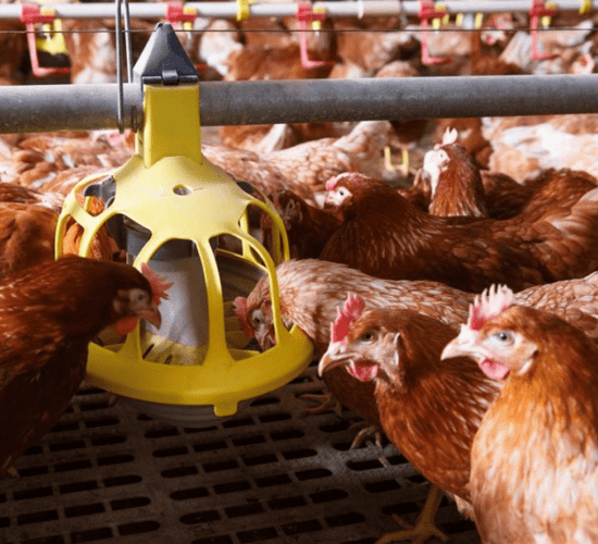 Warm weather brings concerns about increase in poultry red mite