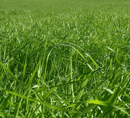 Germinal sells Morton's brand