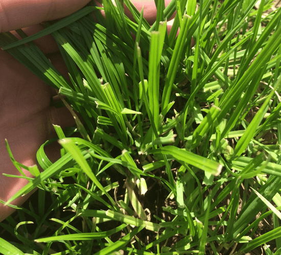 'Farmer of the Year' gets to the roots of grass varieties
