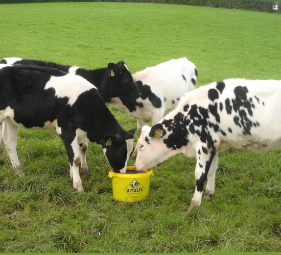 Calves and farm-input costs reap benefits of Vitulix feed block