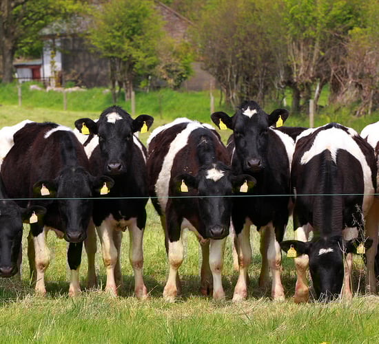 Contract rearing: 'Move the animals, not the fodder'