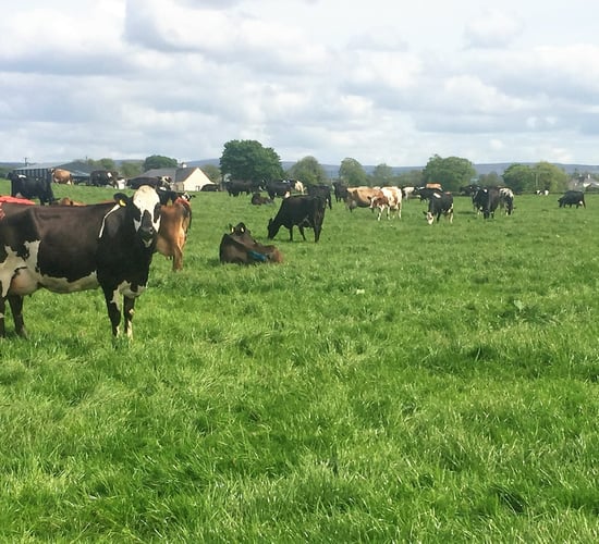 Dairy focus: Buying a farm and growing to 280 cows in Co. Offaly