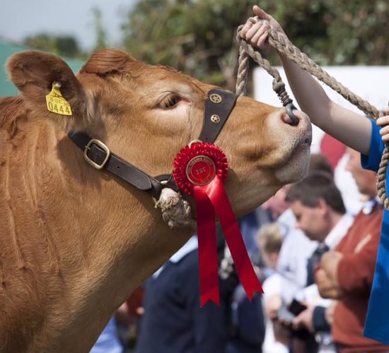 Young people encouraged to attend Limousin YMA event
