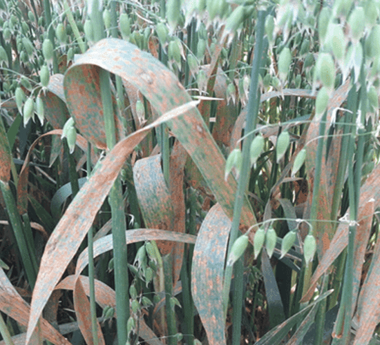 Driving yields forward in winter and spring oats