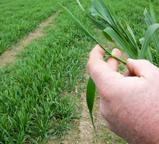 CROPS WATCH: Straight forward T2 on winter wheat