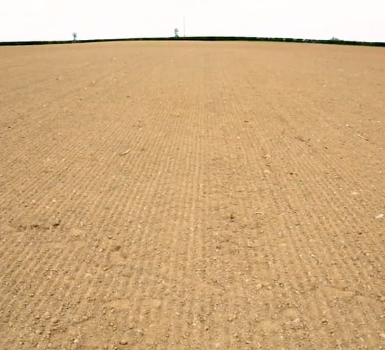 CROPS WATCH: Beet sown later than planned and early herbicide is essential