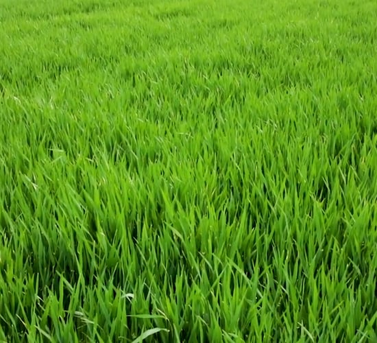 CROPS WATCH: Clean winter barley