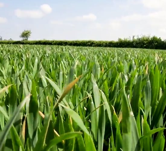 Crops Watch: The importance of nutrition on winter wheat