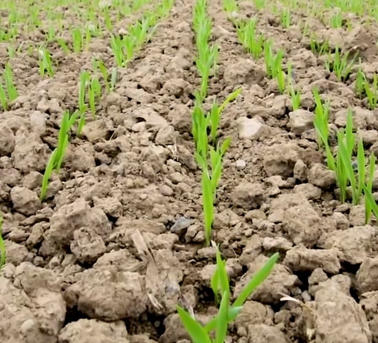 CROPS WATCH: How to avoid 'making gravy' in a spray tank mix