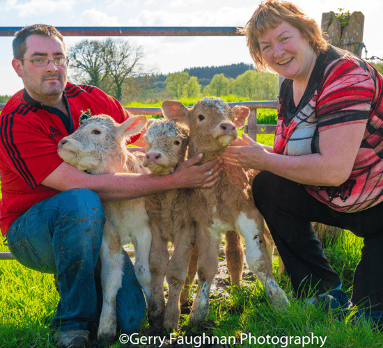 Roscommon farm welcomes 'unexpected' triplet bull calves